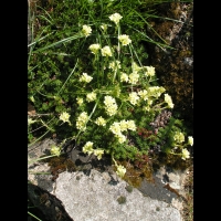 Saxifraga Juniperifolia (ss-esp Sancta) (fam Saxifragees) (Grece) (01)